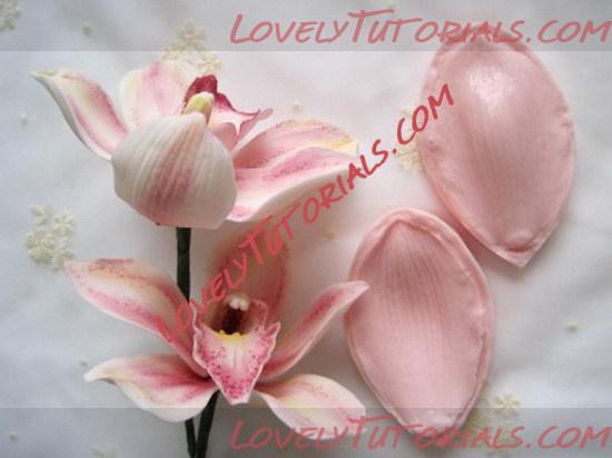 ��������: orchid flower tutorial 7_resize.jpg
����������: 10

������: 52.6 ��
