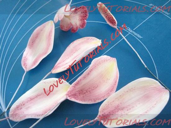 ��������: orchid flower tutorial 15_resize.jpg
����������: 18

������: 79.1 ��