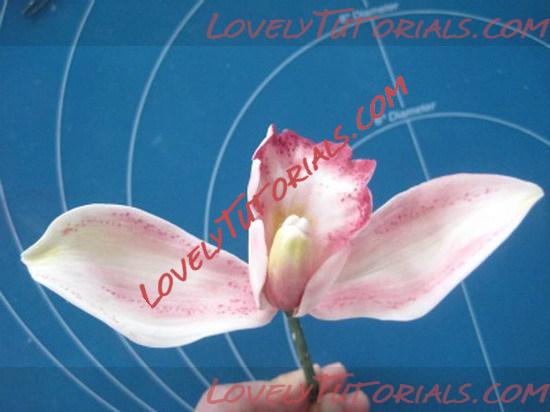 ��������: orchid flower tutorial 17_resize.jpg
����������: 18

������: 56.7 ��