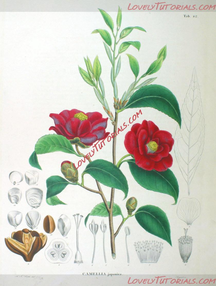 Название: Camellia_japonica_SZ82.jpg
Просмотров: 15

Размер: 189.2 Кб