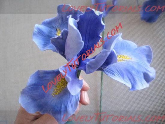 Название: iris flower tutorial 23_resize.jpg
Просмотров: 1

Размер: 68.6 Кб