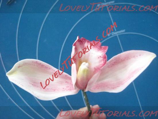 Название: orchid flower tutorial 17_resize.jpg
Просмотров: 18

Размер: 56.7 Кб