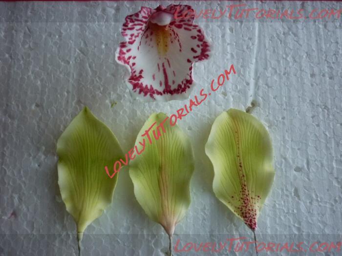 Название: Orchidea - 10.jpg
Просмотров: 5

Размер: 147.7 Кб
