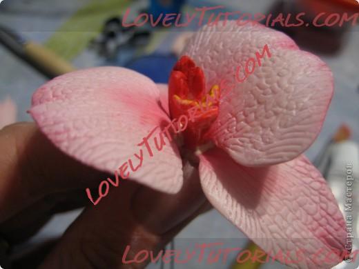 Название: orchid_tutorial24.jpg
Просмотров: 107

Размер: 39.1 Кб