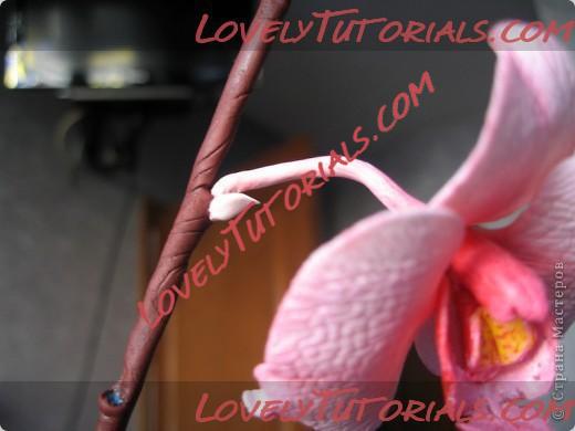 Название: orchid_tutorial43.jpg
Просмотров: 88

Размер: 36.2 Кб