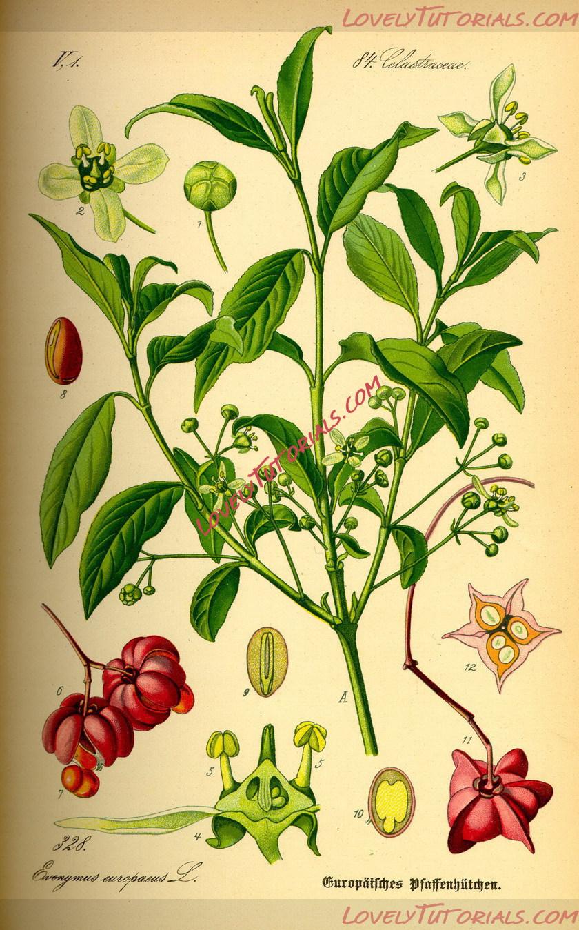 Название: Illustration_Euonymus_europaea0.jpg
Просмотров: 4

Размер: 387.6 Кб