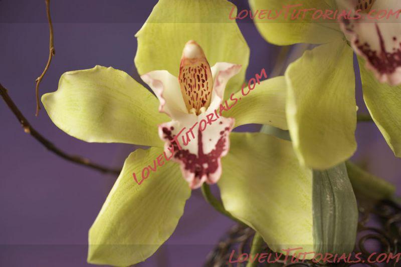 Название: Cymbidium Orchid.jpg
Просмотров: 57

Размер: 42.0 Кб