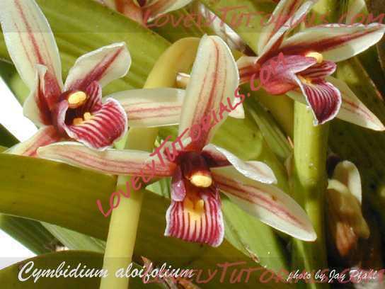 Название: cymbidium aloifolium.jpg
Просмотров: 0

Размер: 25.5 Кб