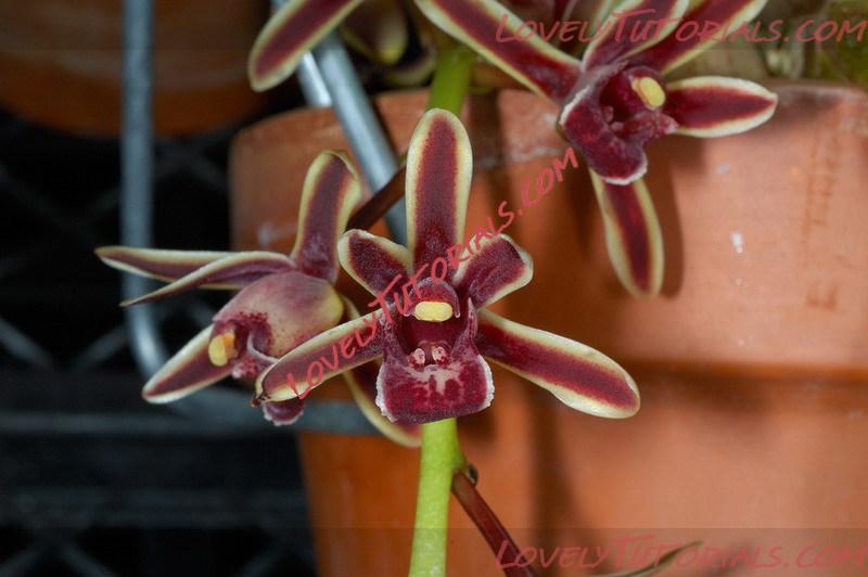 Название: Cymbidium bicolor.jpg
Просмотров: 6

Размер: 86.5 Кб