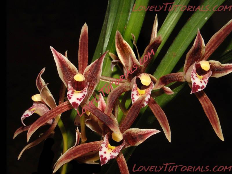 Название: Cymbidium borneense.jpg
Просмотров: 3

Размер: 92.2 Кб