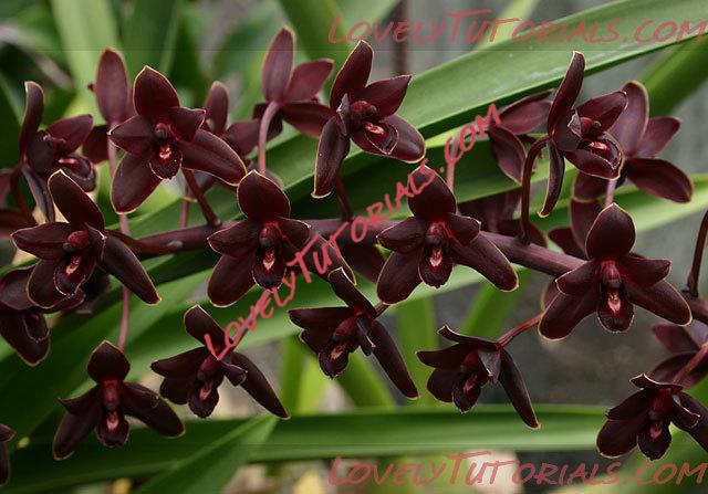 Название: Cymbidium canaliculatum2.jpg
Просмотров: 0

Размер: 64.6 Кб