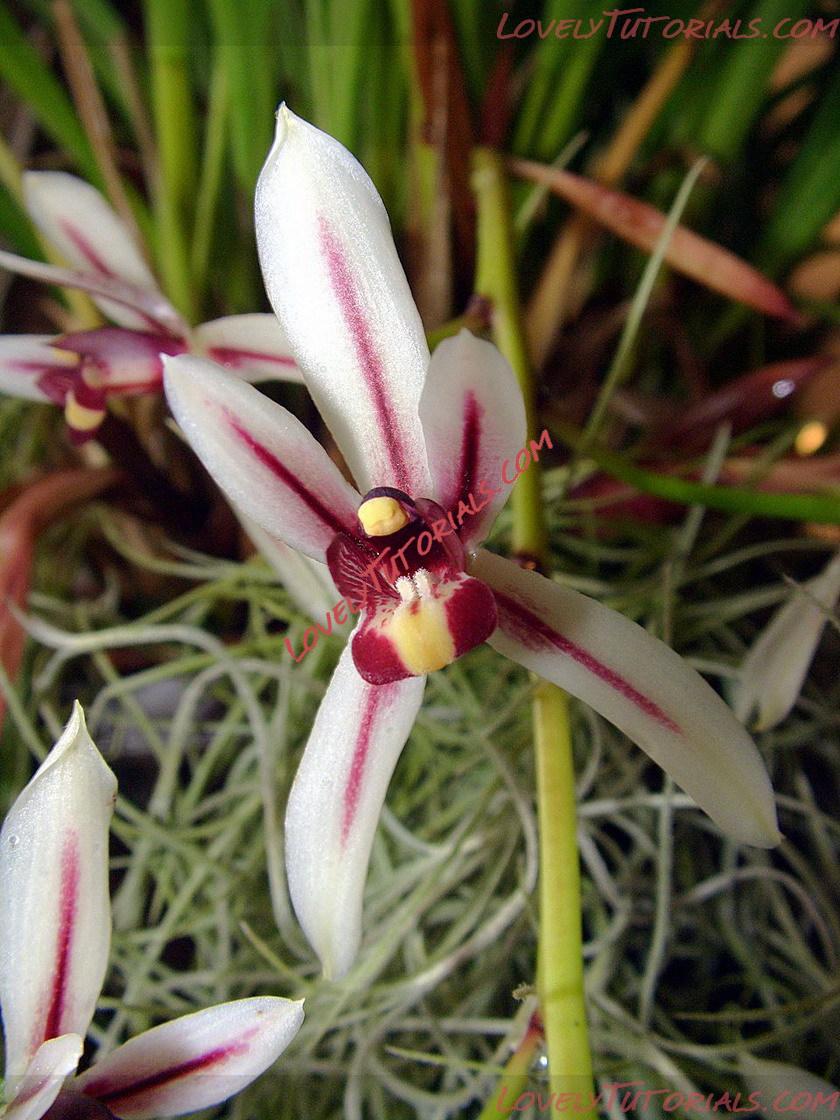 Название: Cymbidium dayanum.jpg
Просмотров: 0

Размер: 272.7 Кб