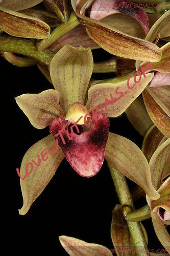 Название: Cymbidium devonianum.jpg
Просмотров: 0

Размер: 116.1 Кб