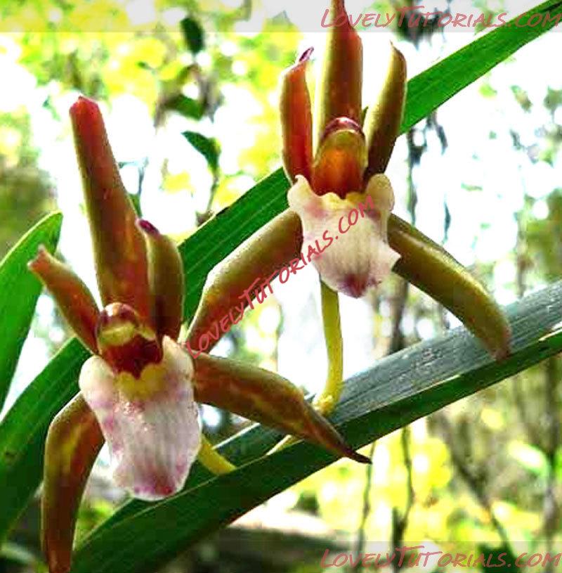 Название: Cymbidium elongatum.jpg
Просмотров: 2

Размер: 122.2 Кб