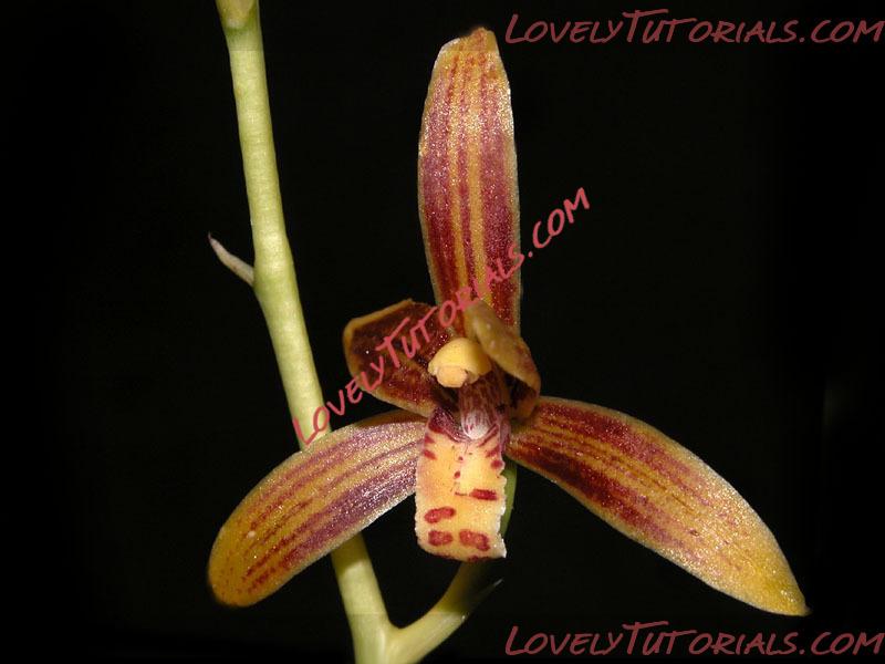 Название: Cymbidium ensifolium.jpg
Просмотров: 0

Размер: 71.4 Кб