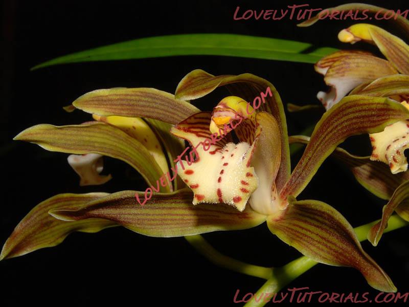 Название: Cymbidium erythraeum.jpg
Просмотров: 1

Размер: 78.0 Кб