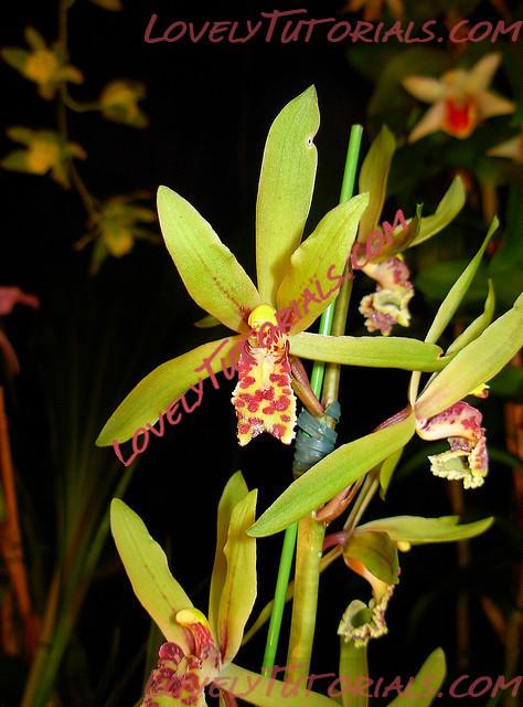 Название: Cymbidium faberi.jpg
Просмотров: 0

Размер: 112.7 Кб