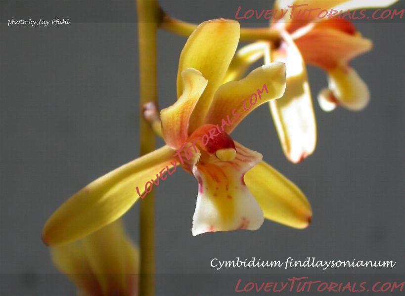 Название: Cymbidium finlaysonianum.jpg
Просмотров: 0

Размер: 37.0 Кб