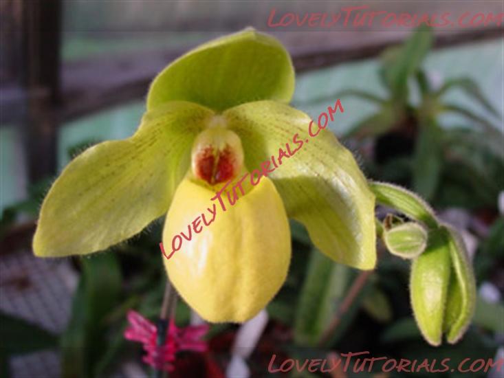 Название: Cymbidium flavum.jpg
Просмотров: 0

Размер: 174.4 Кб