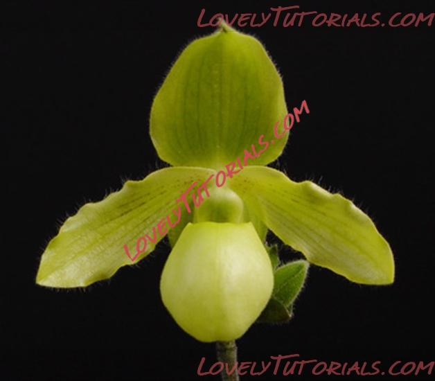 Название: Cymbidium flavum2.jpg
Просмотров: 0

Размер: 106.8 Кб