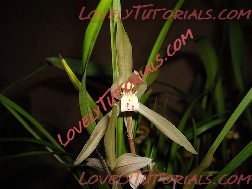 Название: Cymbidium goeringii.jpg
Просмотров: 0

Размер: 85.6 Кб