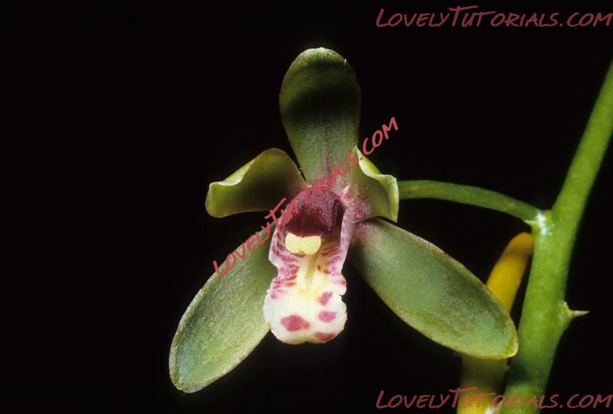 Название: Cymbidium hartinahianum.jpg
Просмотров: 0

Размер: 63.7 Кб