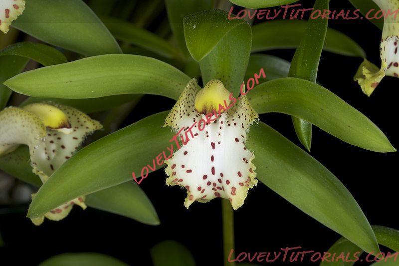 Название: Cymbidium hookerianum.jpg
Просмотров: 0

Размер: 51.2 Кб