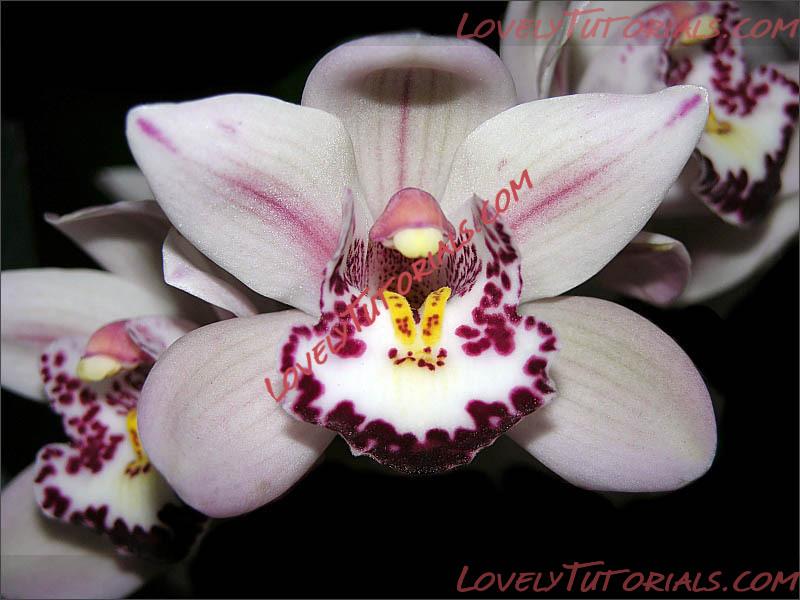 Название: Cymbidium Hybride.jpg
Просмотров: 0

Размер: 77.9 Кб