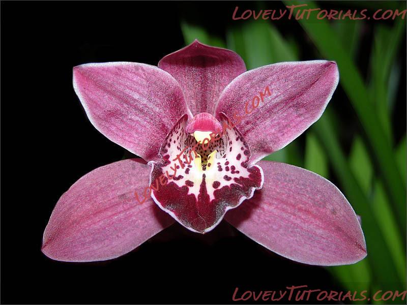 Название: Cymbidium Hybride2.jpg
Просмотров: 0

Размер: 93.2 Кб