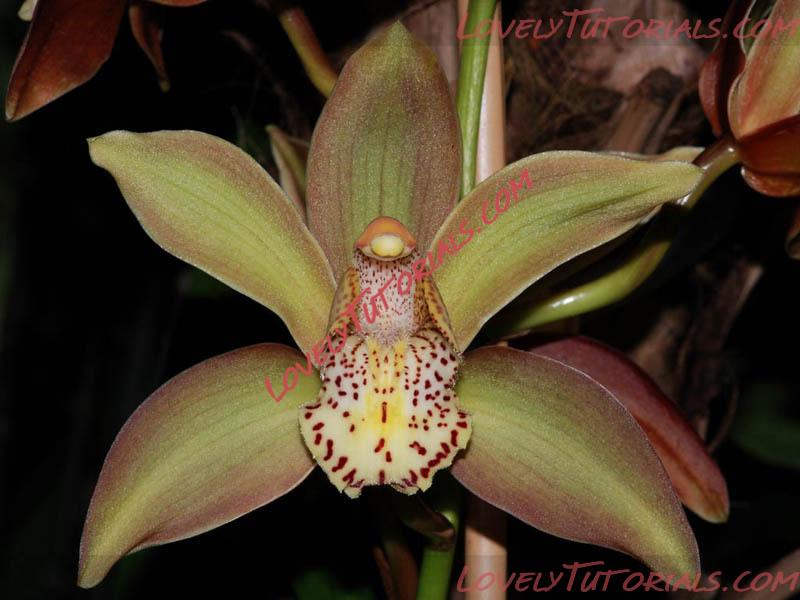 Название: Cymbidium Hybride3.jpg
Просмотров: 0

Размер: 97.4 Кб
