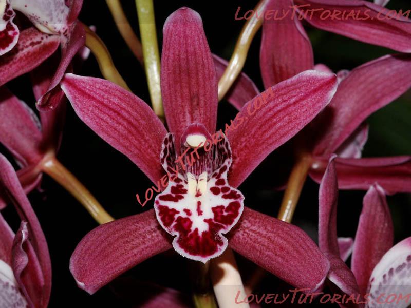 Название: Cymbidium Hybride4.jpg
Просмотров: 0

Размер: 114.1 Кб