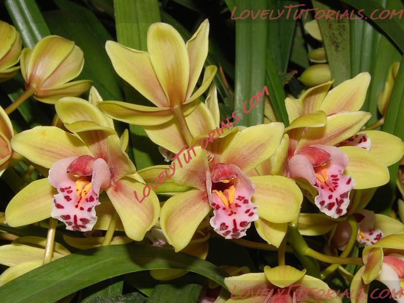 Название: Cymbidium Hybride5.jpg
Просмотров: 0

Размер: 118.6 Кб