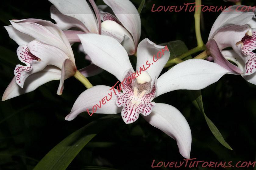 Название: Cymbidium insigne.jpg
Просмотров: 0

Размер: 99.6 Кб