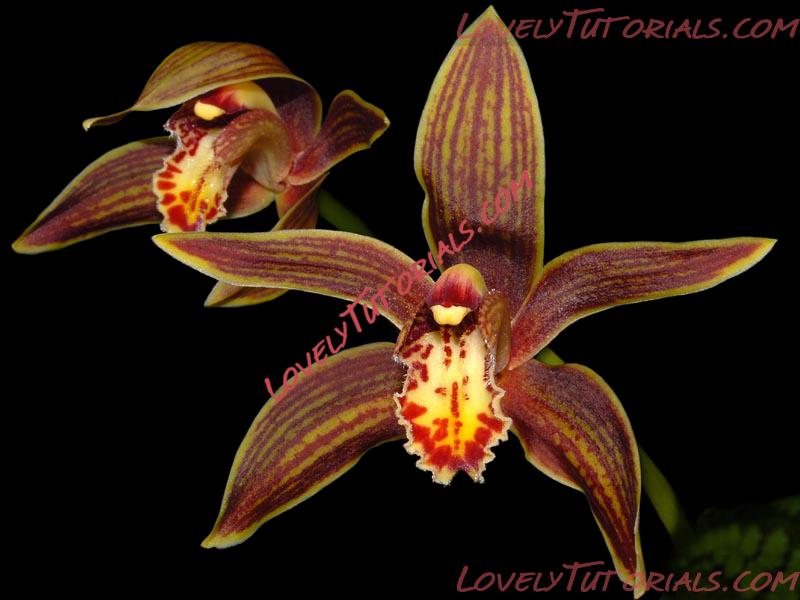 Название: Cymbidium iridifolium.jpg
Просмотров: 0

Размер: 220.4 Кб