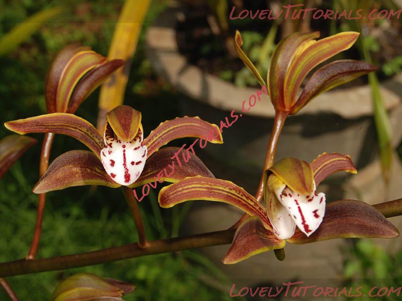 Название: Cymbidium iridioides2.jpg
Просмотров: 0

Размер: 83.8 Кб