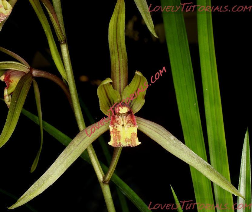 Название: Cymbidium kanran.jpg
Просмотров: 0

Размер: 78.8 Кб