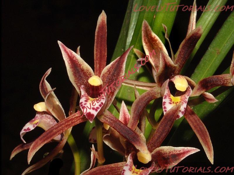 Название: Cymbidium kinabaluense.jpg
Просмотров: 0

Размер: 107.8 Кб
