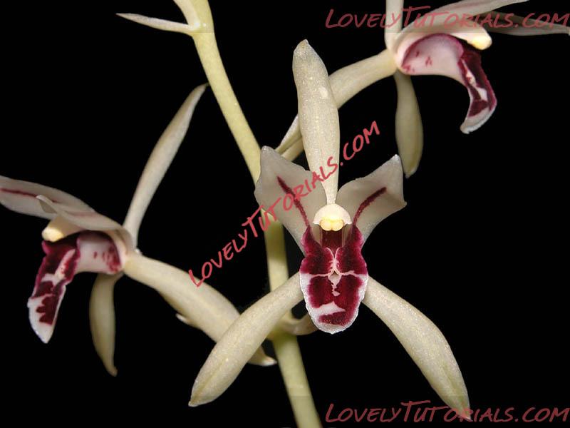 Название: Cymbidium lancifolium.jpg
Просмотров: 0

Размер: 58.5 Кб