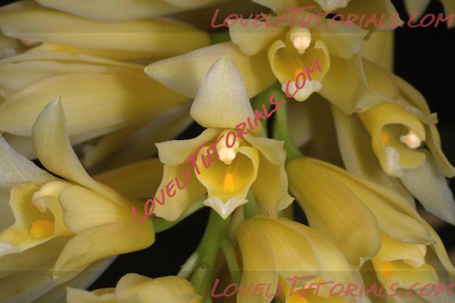 Название: Cymbidium longifolium.jpg
Просмотров: 0

Размер: 37.4 Кб