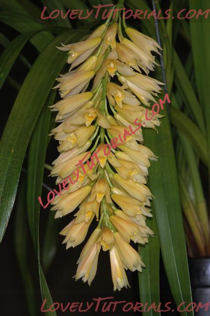 Название: Cymbidium longifolium2.jpg
Просмотров: 0

Размер: 49.9 Кб