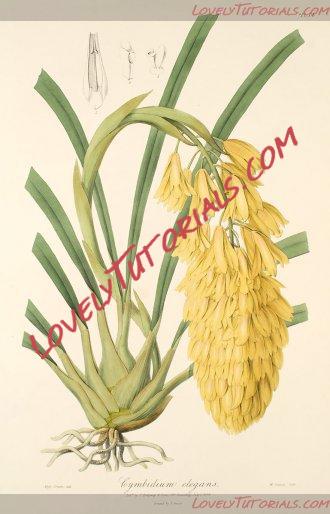 Название: Cymbidium longifolium3.jpg
Просмотров: 0

Размер: 31.8 Кб