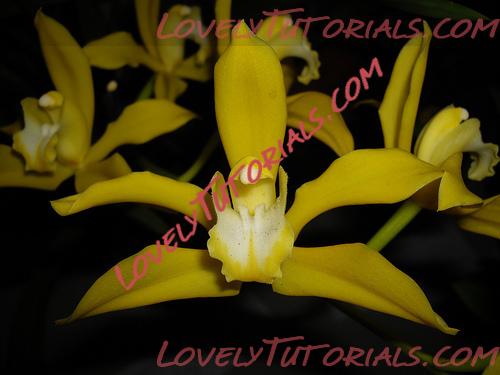 Название: Cymbidium lowianum.jpg
Просмотров: 0

Размер: 74.1 Кб
