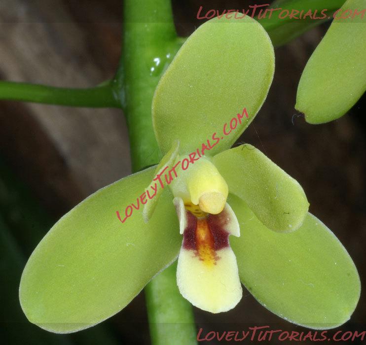 Название: Cymbidium madidum.jpg
Просмотров: 0

Размер: 62.8 Кб