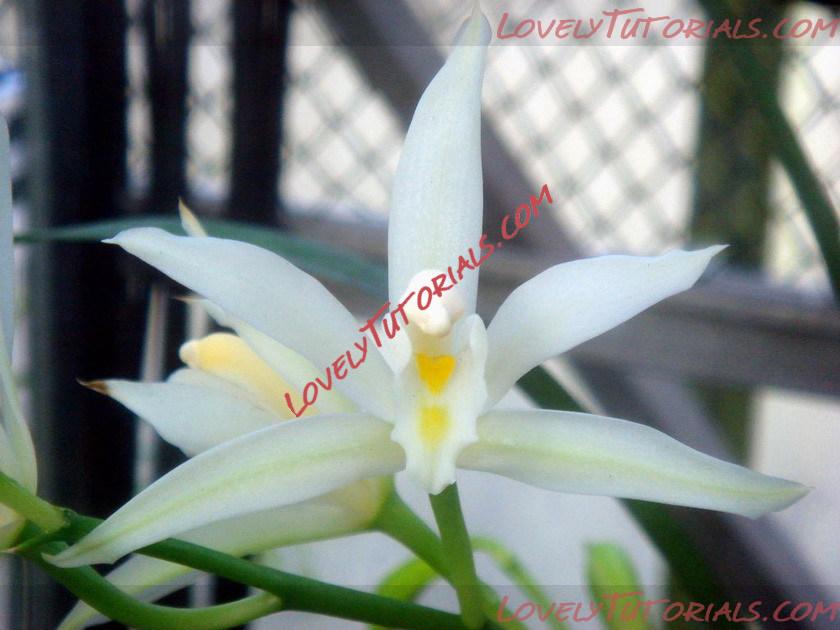 Название: Cymbidium maguanense.jpg
Просмотров: 0

Размер: 109.3 Кб