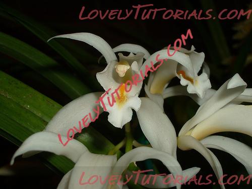 Название: Cymbidium mastersii.jpg
Просмотров: 0

Размер: 80.1 Кб