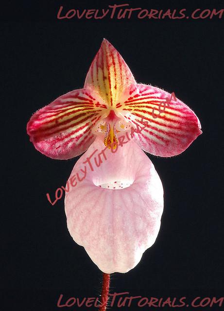 Название: Cymbidium micranthum.jpg
Просмотров: 0

Размер: 84.9 Кб