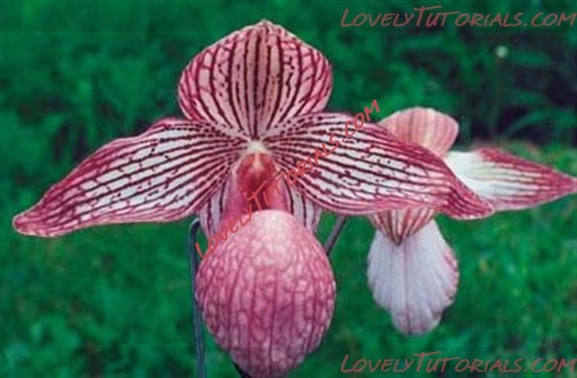 Название: Cymbidium micranthum2.jpg
Просмотров: 0

Размер: 226.1 Кб