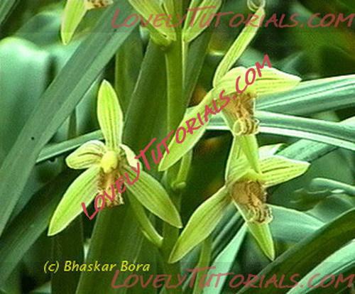 Название: Cymbidium munronianum.jpg
Просмотров: 0

Размер: 68.4 Кб