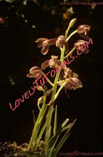 Название: Cymbidium nanulum2.jpg
Просмотров: 0

Размер: 25.2 Кб