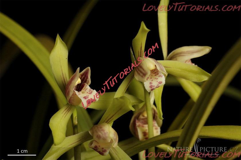 Название: Cymbidium omeiense.jpg
Просмотров: 0

Размер: 73.2 Кб